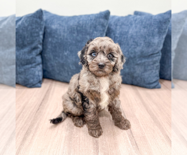 Medium Photo #3 Poodle (Miniature) Puppy For Sale in DUNDEE, OH, USA