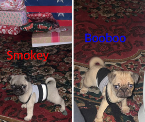 Pug Puppy for sale in STOCKTON, CA, USA
