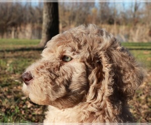 Goldendoodle Puppy for sale in BRIGHTON, MO, USA