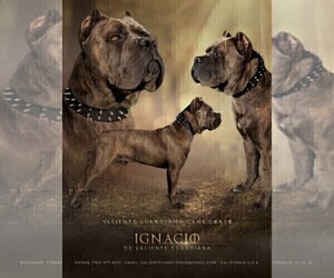 Father of the Cane Corso puppies born on 10/06/2022
