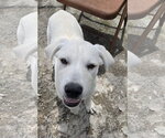 Small #1 Labrador Retriever