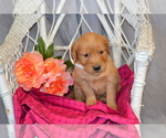 Puppy 8 Golden Retriever