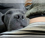 Small #2 American Pit Bull Terrier-American Staffordshire Terrier Mix