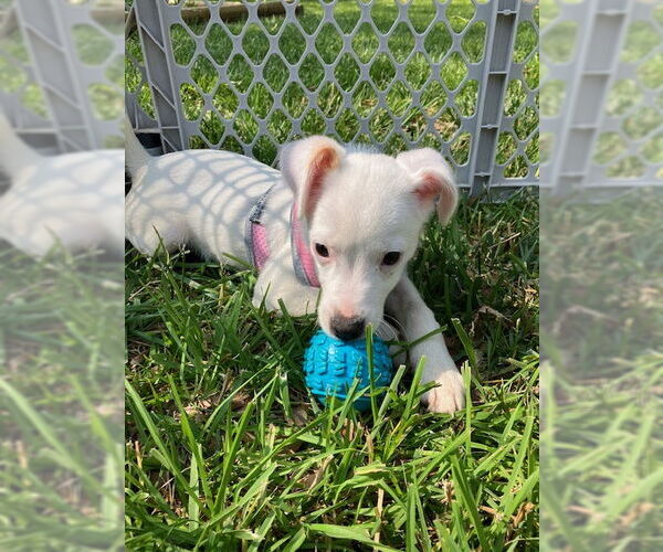 Medium Photo #3 Mutt Puppy For Sale in Plainfield, IL, USA