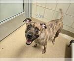 Small #1 American Pit Bull Terrier