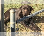 Small Photo #1 Labrador Retriever Puppy For Sale in CONOVER, NC, USA
