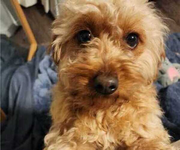 Medium Photo #1 Cavapoo (Miniature) Puppy For Sale in ROSEDALE, IN, USA