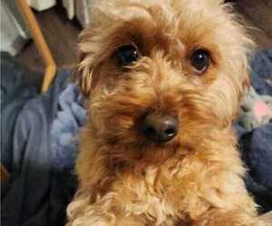 Mother of the Cavapoo (Miniature) puppies born on 10/18/2025