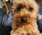 Small Photo #1 Cavapoo (Miniature) Puppy For Sale in ROSEDALE, IN, USA