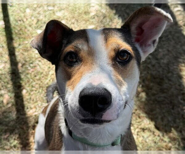 Medium Photo #3 Catahoula Leopard Dog-Unknown Mix Puppy For Sale in Ocala, FL, USA