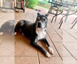 Marni - Female Boxer-Unknown Mix Dog for Adoption - Photo #12