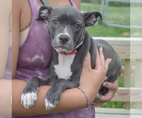 Medium Photo #3 Feist Terrier-Italian Greyhound Mix Puppy For Sale in Huntley, IL, USA