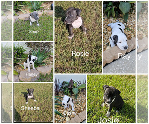 American Staffordshire Terrier Puppy for sale in JACKSONVILLE, FL, USA