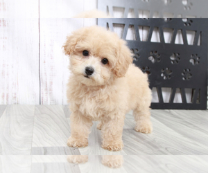 Bichpoo Puppy for sale in MARIETTA, GA, USA