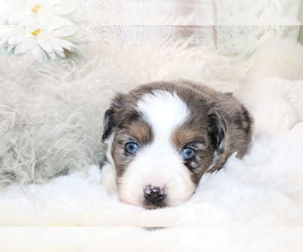 Medium Photo #11 Australian Shepherd Puppy For Sale in STAFFORD, VA, USA