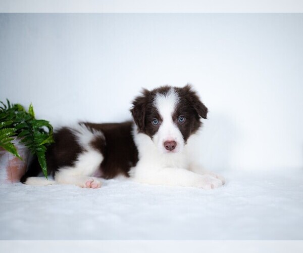 Medium Photo #7 Border Collie Puppy For Sale in CONWAY, MO, USA