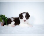Small Photo #7 Border Collie Puppy For Sale in CONWAY, MO, USA