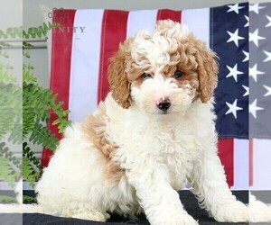 Goldendoodle (Miniature) Puppy for sale in NARVON, PA, USA
