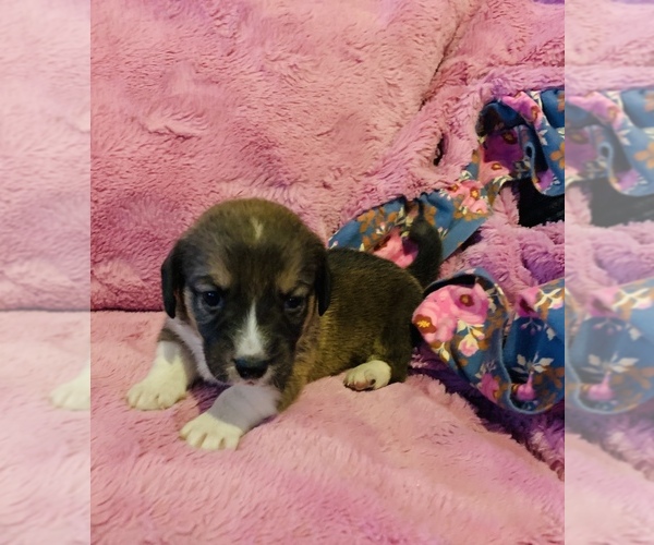 Medium Photo #4 Dorgi Puppy For Sale in HURST, IL, USA