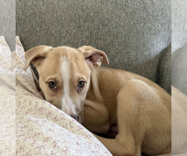 Medium Photo #10 Siberian Husky-Unknown Mix Puppy For Sale in Fargo, ND, USA