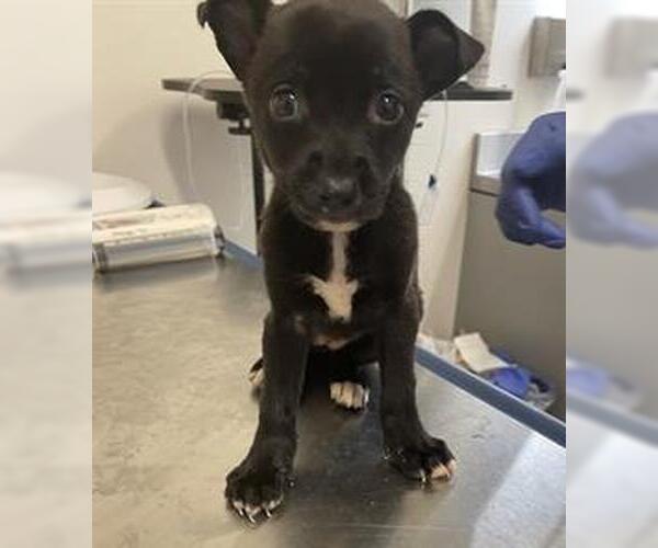 Medium Photo #2 German Shepherd Dog-Unknown Mix Puppy For Sale in Houston, TX, USA