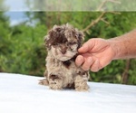 Small #1 ShihPoo