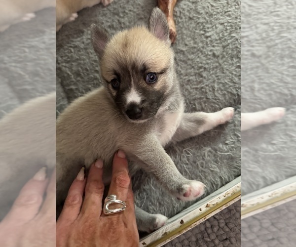 Medium Photo #39 Pomsky Puppy For Sale in LOVELAND, CO, USA
