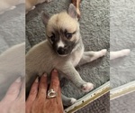 Small #38 Pomsky