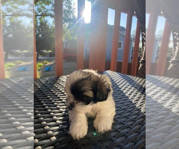 Medium Photo #2 Shih Tzu Puppy For Sale in AURORA, CO, USA