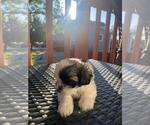 Small Photo #2 Shih Tzu Puppy For Sale in AURORA, CO, USA
