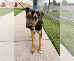 Rottweiler-American Pit Bull Terrier Dogs for adoption in Corpus Christi, TX, USA