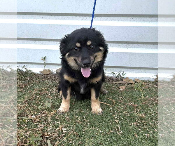 Medium Photo #3 Australian Shepherd-Unknown Mix Puppy For Sale in Grafton, WI, USA