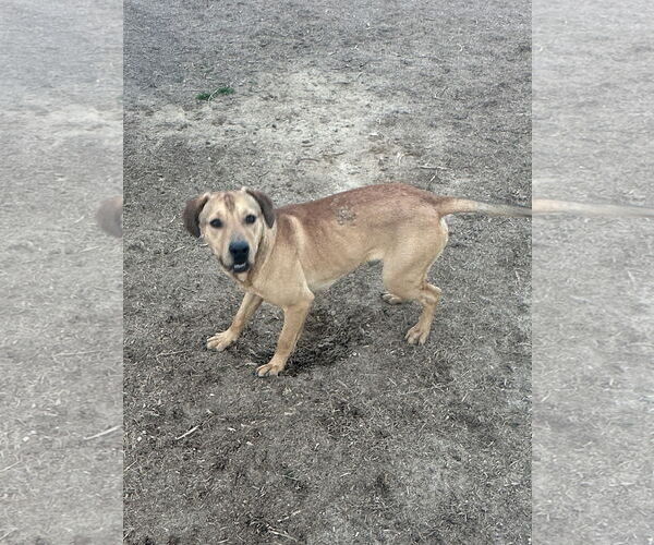 Medium Photo #4 Mutt Puppy For Sale in Eastman, GA, USA