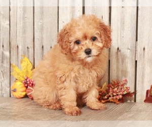 Cavalier King Charles Spaniel-Poodle (Toy) Mix Puppy for sale in MOUNT VERNON, OH, USA