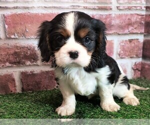 Cavalier King Charles Spaniel Puppy for Sale in CLARK, Missouri USA