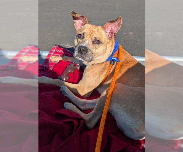 Medium Photo #5 Mutt Puppy For Sale in Kennesaw, GA, USA