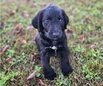 Small #3 German Shorthaired Pointer-Goldendoodle Mix
