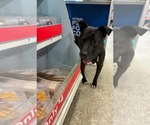Small #2 American Pit Bull Terrier Mix