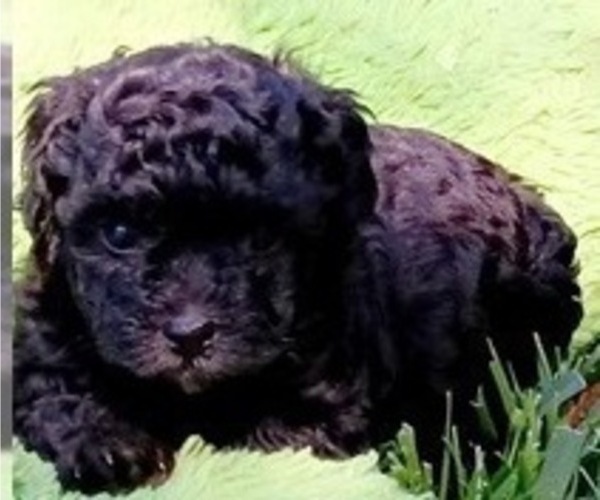 Medium Photo #6 Poodle (Toy) Puppy For Sale in ORLANDO, FL, USA