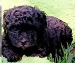 Small Photo #6 Poodle (Toy) Puppy For Sale in ORLANDO, FL, USA