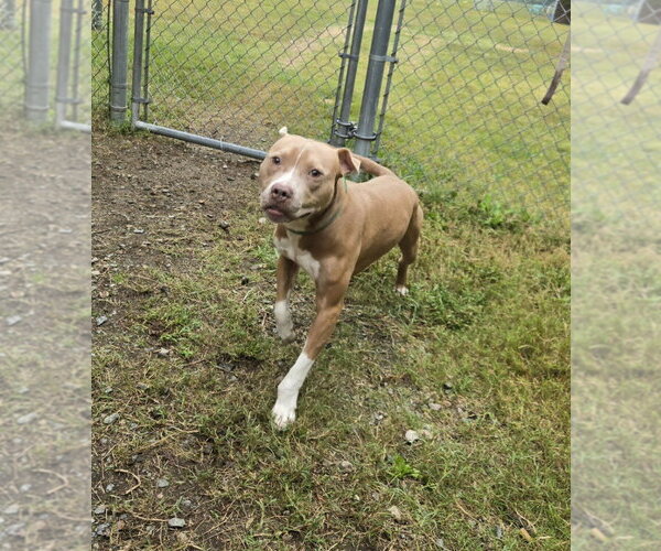 Medium Photo #1 Mutt Puppy For Sale in Glen Allen, VA, USA