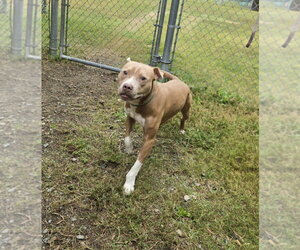 Mutt Dogs for adoption in Glen Allen, VA, USA