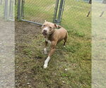 DQ 67 Pinto - Male Mutt Dog for Adoption - Small photo