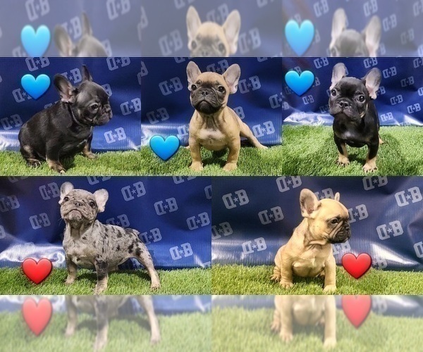 Medium Photo #1 French Bulldog Puppy For Sale in DUNCANVILLE, TX, USA