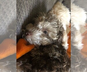 Lhasa Apso-Poodle (Standard) Mix Puppy for sale in E BRUNSWICK, NJ, USA