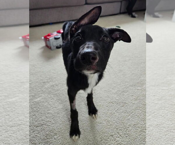 Medium Photo #6 Border Collie-Unknown Mix Puppy For Sale in Princeton, MN, USA