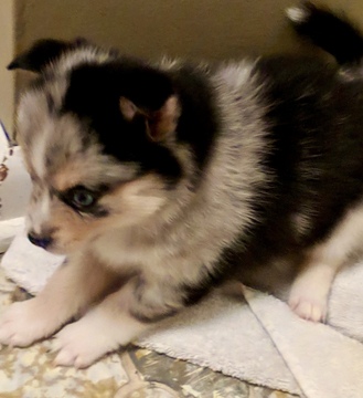 Medium Photo #3 Pomsky Puppy For Sale in CENTERVILLE, OH, USA