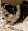 Small Photo #3 Pomsky Puppy For Sale in CENTERVILLE, OH, USA