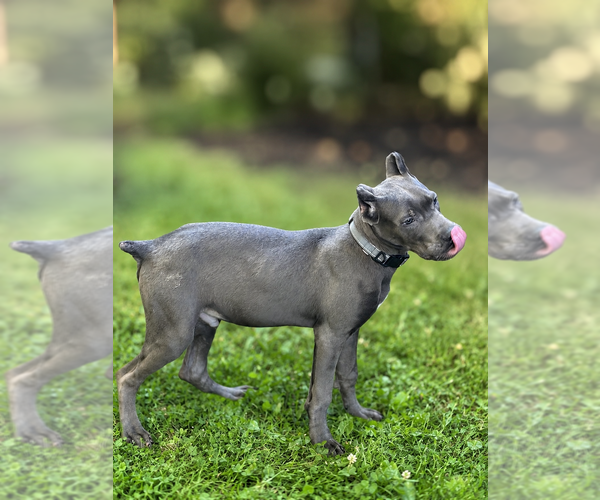 Medium Photo #41 Cane Corso Puppy For Sale in ANDERSON, IN, USA