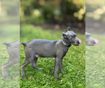 Small #40 Cane Corso